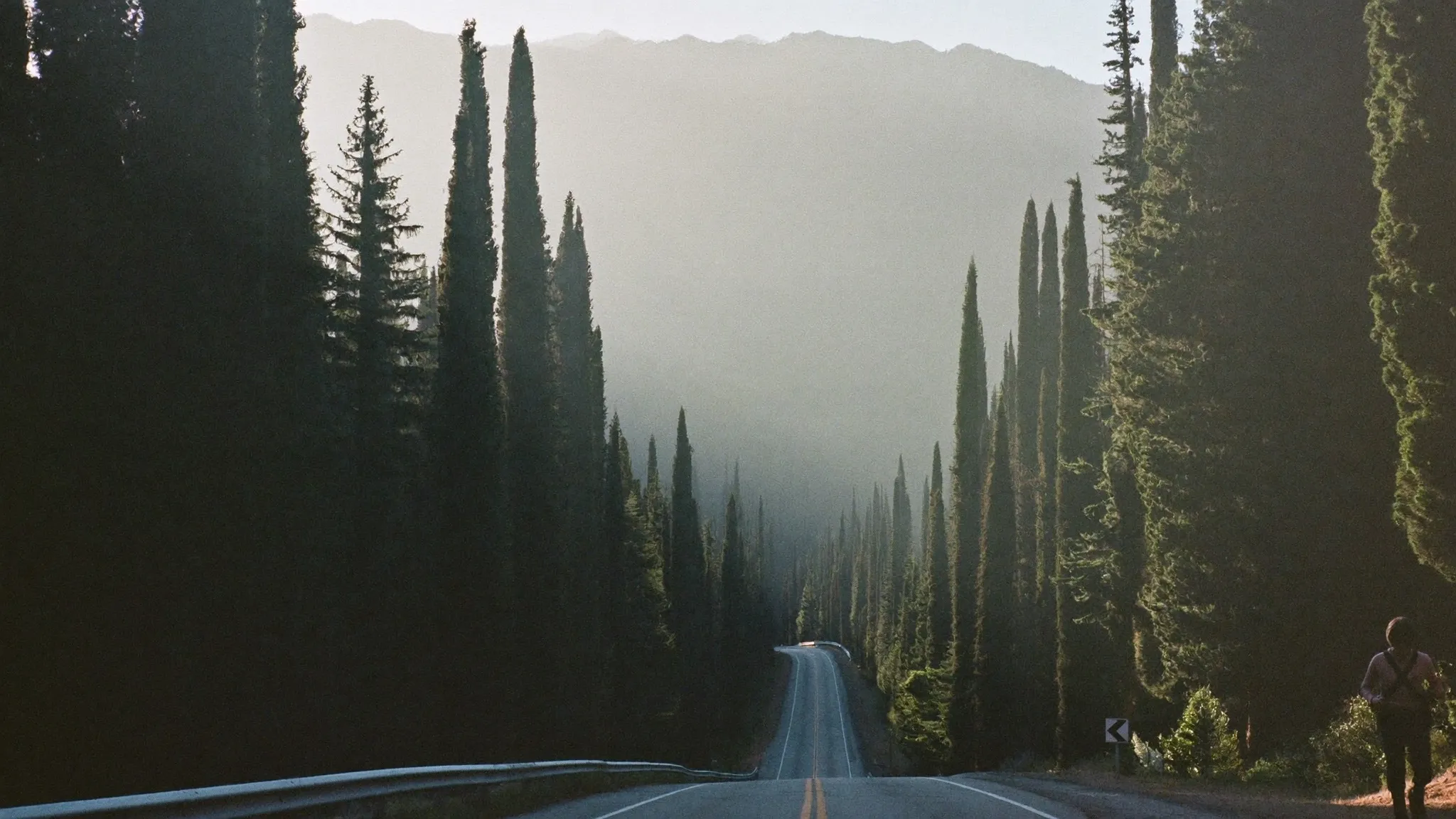 Quiet mountain road lined with tall evergreens in morning fog