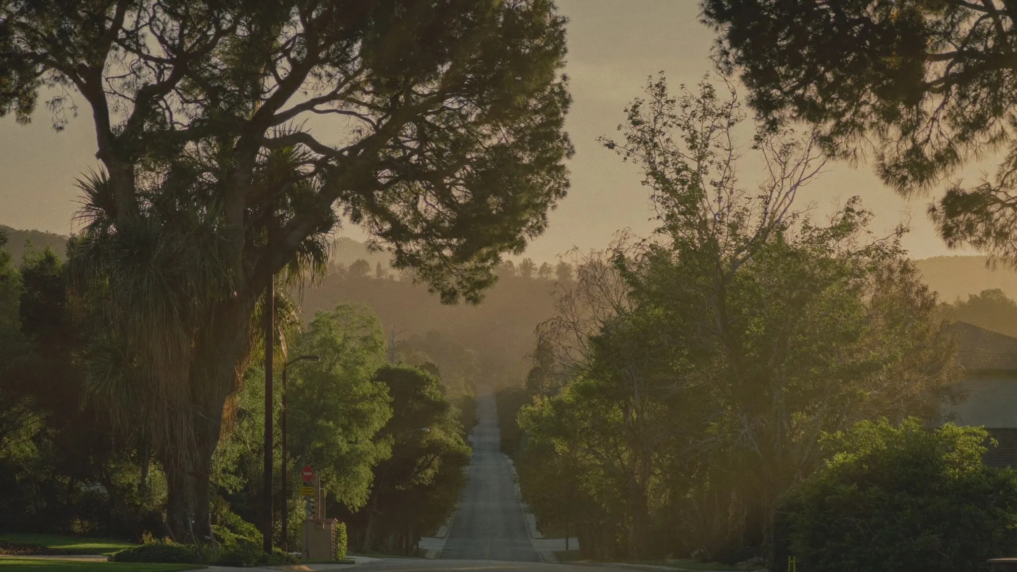 Golden evening light over a tree-lined California street